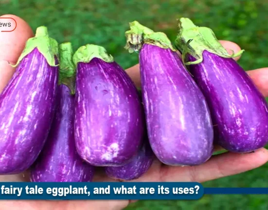 fairy tale eggplant