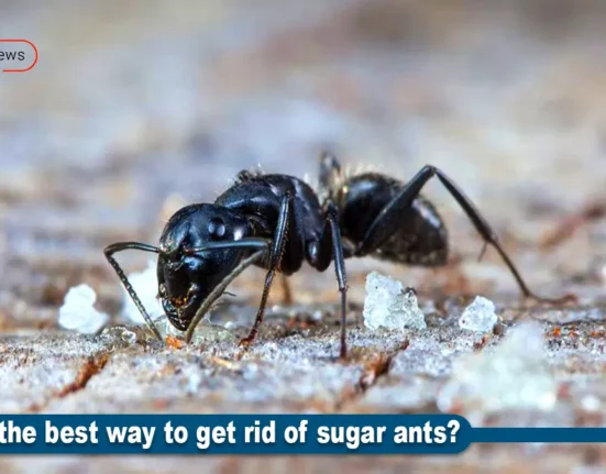 get rid of sugar ants