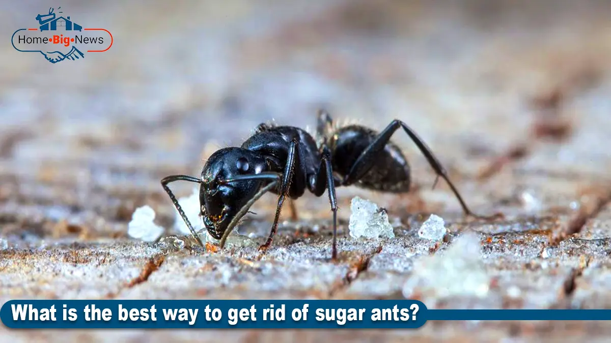 get rid of sugar ants