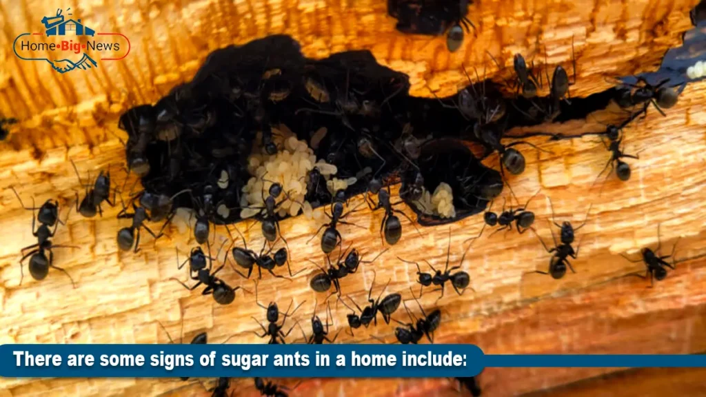 There are some signs of sugar ants in a home include:
