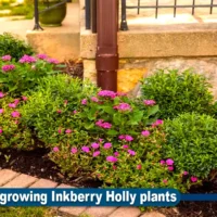 Inkberry Holly plants