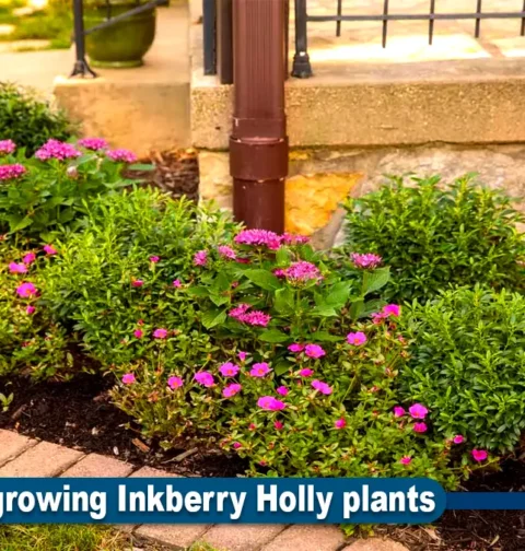 Inkberry Holly plants