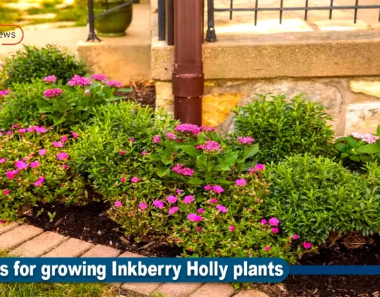 Inkberry Holly plants