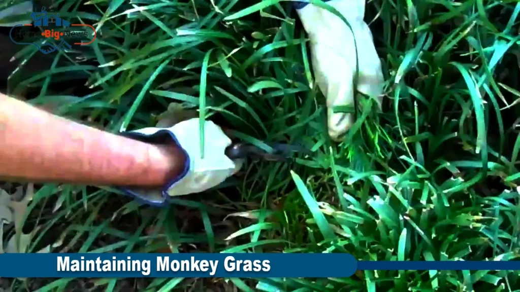 Monkey Grass
