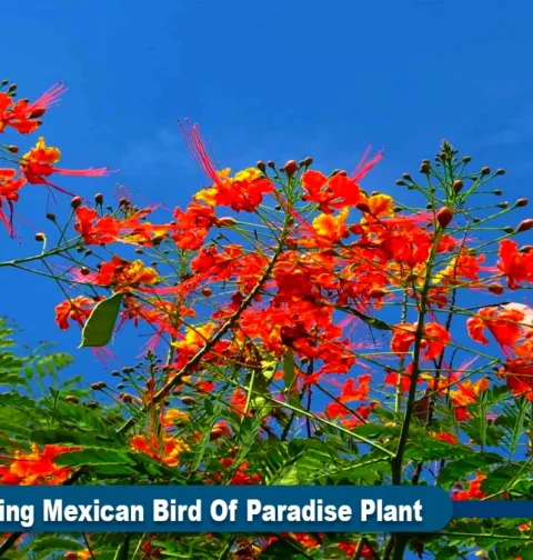 Mexican Bird Of Paradise