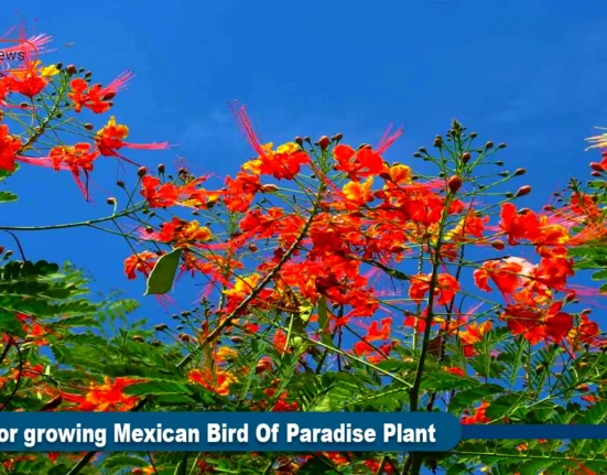 Mexican Bird Of Paradise