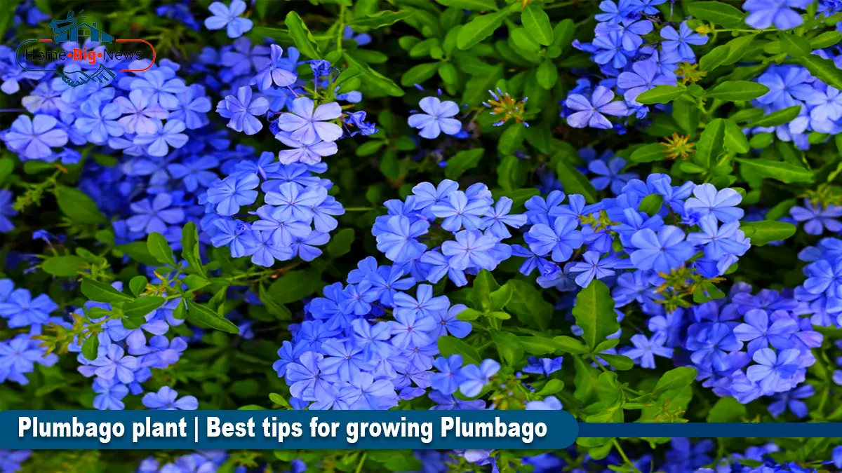 Plumbago plant