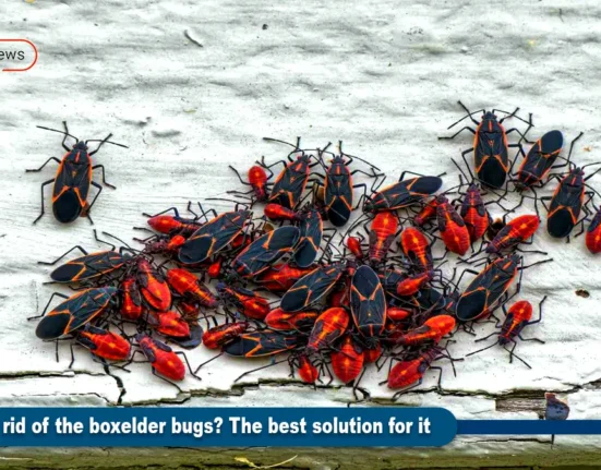 How to get rid of the boxelder bugs