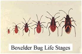 How to get rid of the boxelder bugs? The best solution for it