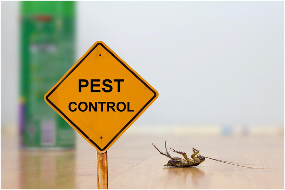 Top 9 Emergency Pest Control Tips for Homeowners