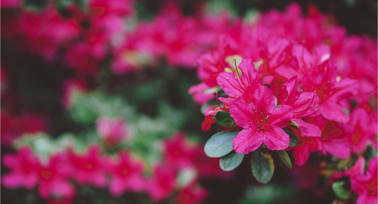 Rhododendron: Nature's Floral Masterpiece