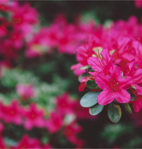 Rhododendron: Nature's Floral Masterpiece