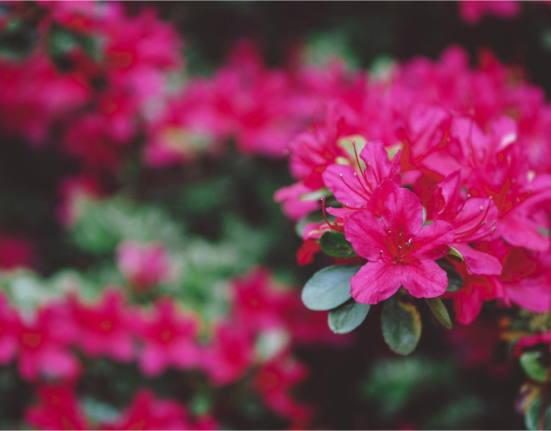 Rhododendron: Nature's Floral Masterpiece