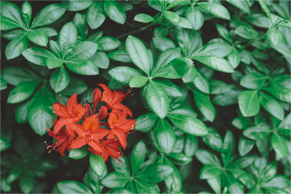 Rhododendron: Nature's Floral Masterpiece