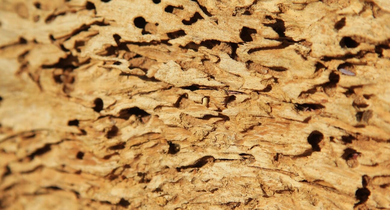 DIY Termite Control: Natural Solutions You Can Implement