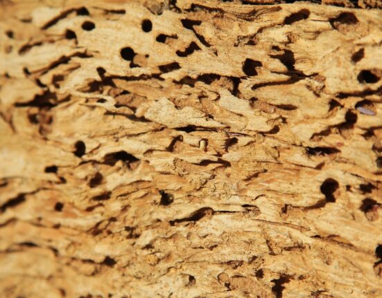 DIY Termite Control: Natural Solutions You Can Implement