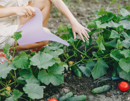 woman works in a vegetable garden