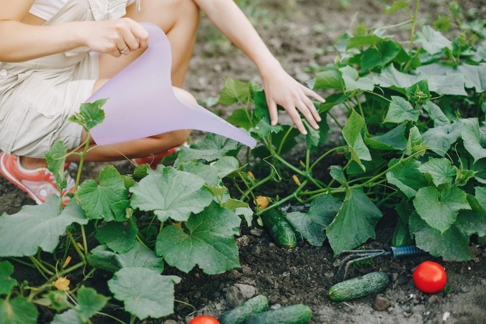 woman works in a vegetable garden