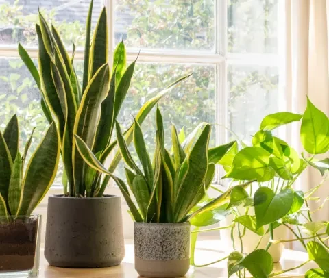 indoor plants near me