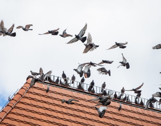 Effective Bird Control Solutions: Keep Your Roof Bird-Free and Your Property Clean