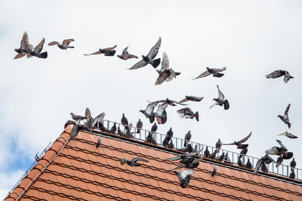 Effective Bird Control Solutions: Keep Your Roof Bird-Free and Your Property Clean