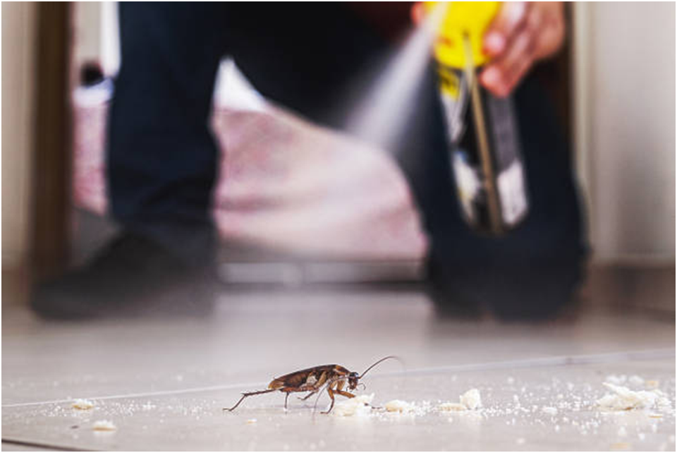 Taking Action When Landlords Ignore Pest Control: Guide for Tenants