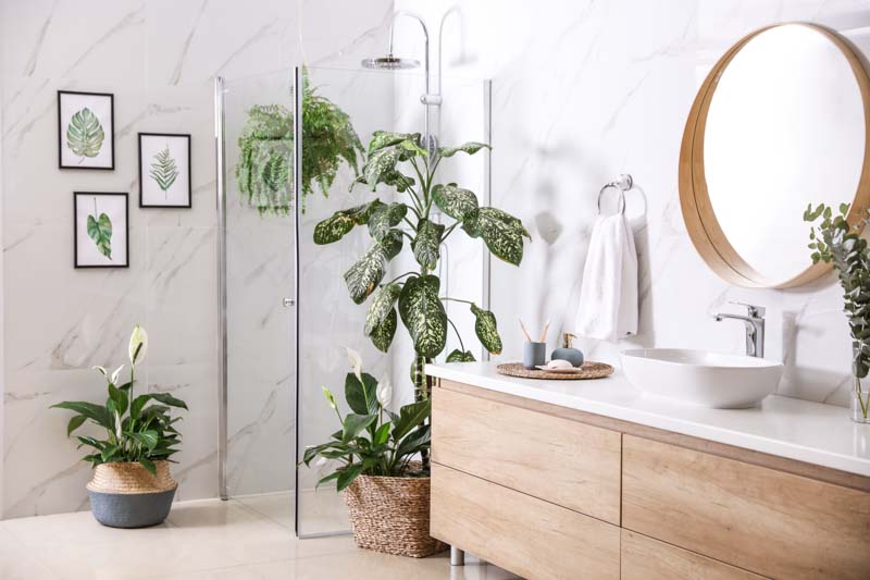 Bathroom Plants