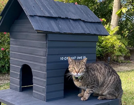 Outdoor Cat House