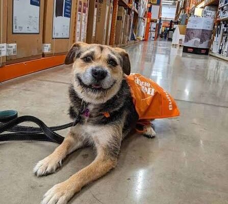 Are Dogs Allowed in Home Depot?