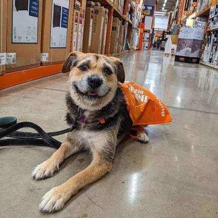 Are Dogs Allowed in Home Depot?