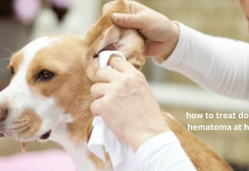 how to treat dog ear hematoma at home