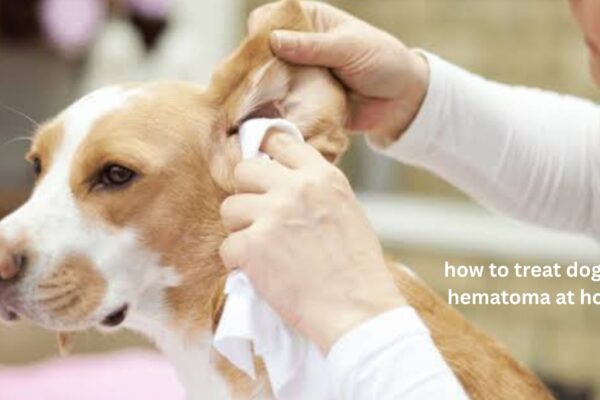 How to Treat Dog Ear Hematoma at Home Safely