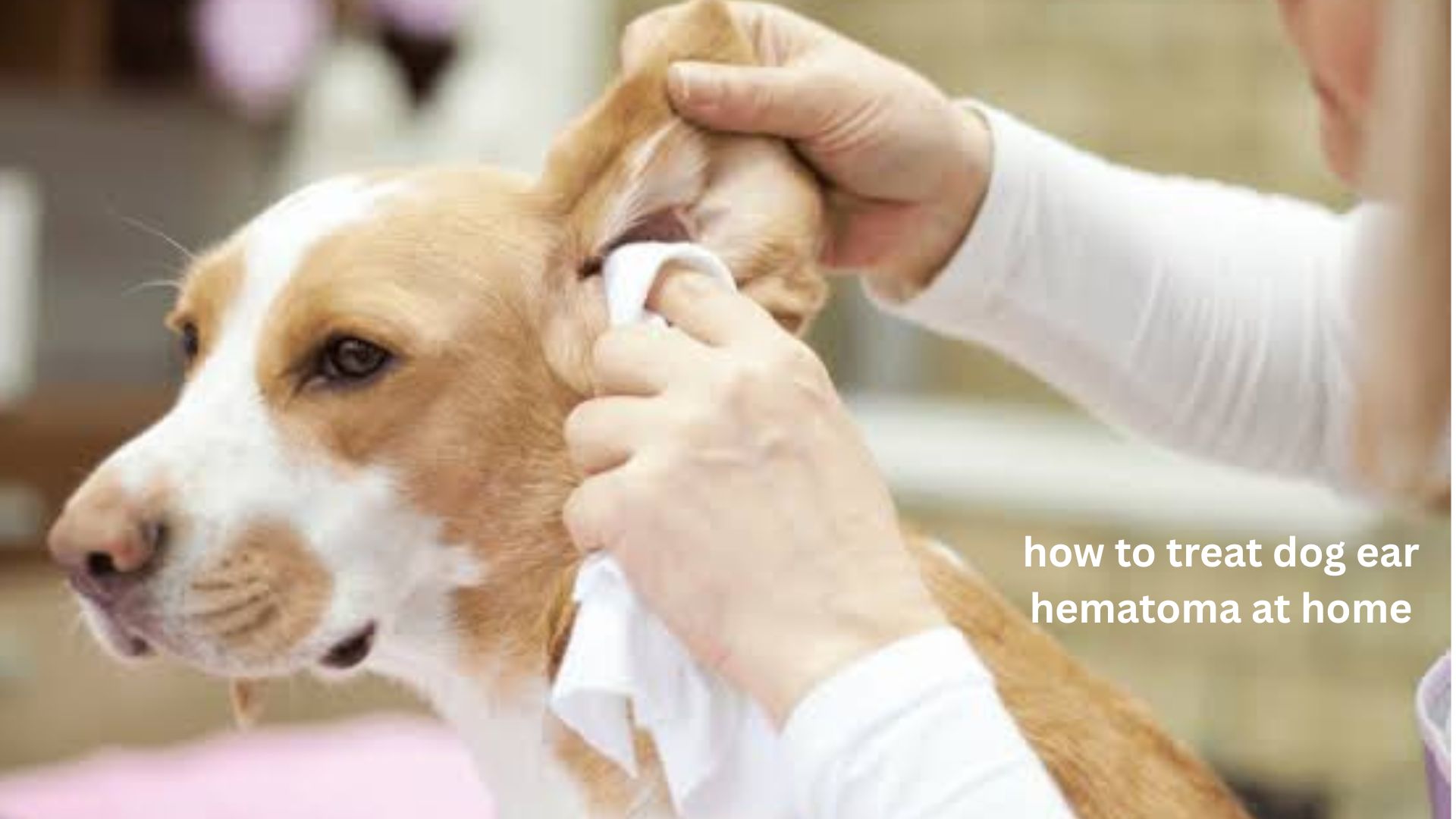how to treat dog ear hematoma at home