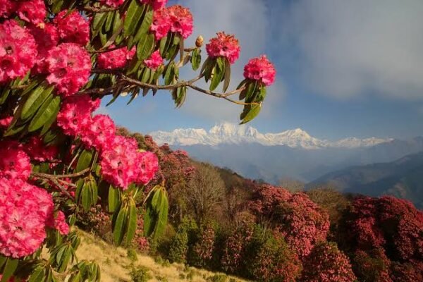 Rhododendron
