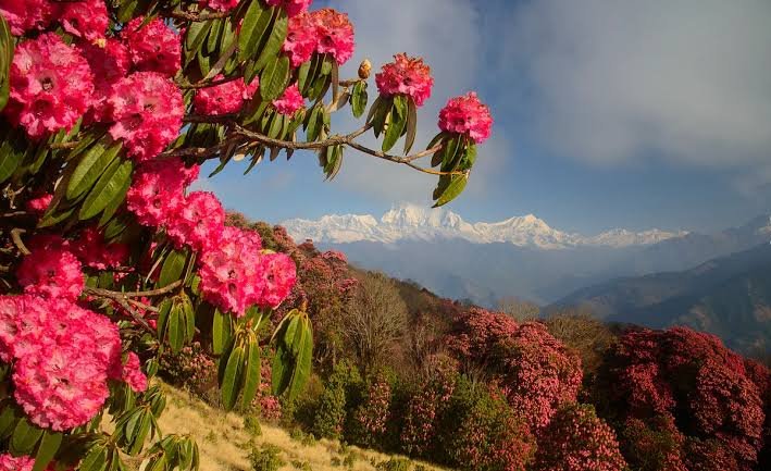 Rhododendron
