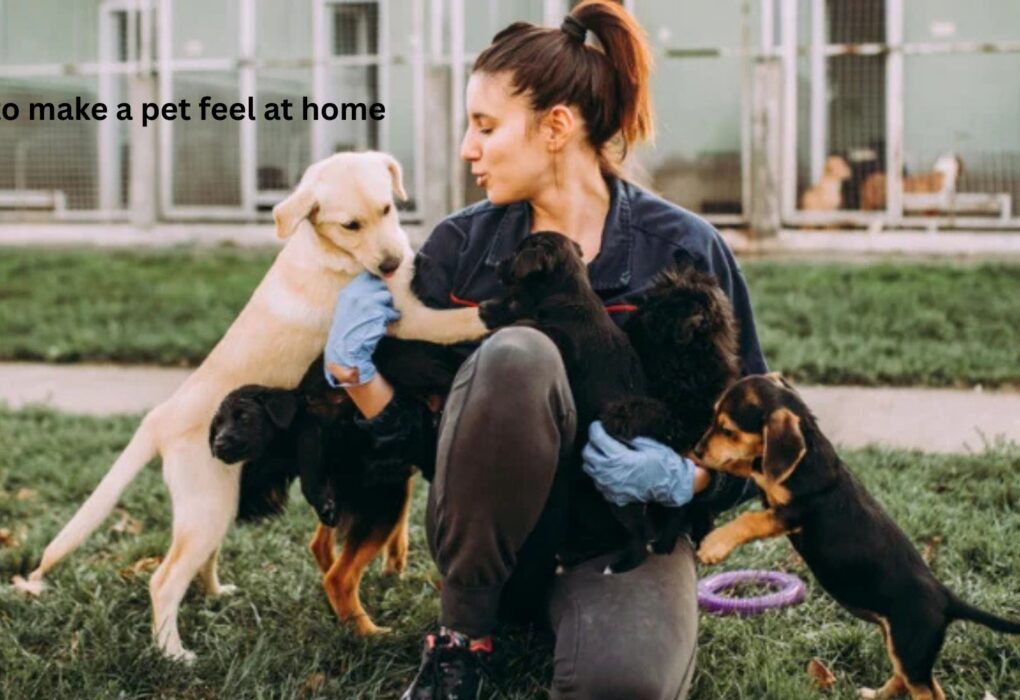 How to Make a Pet Feel at Home