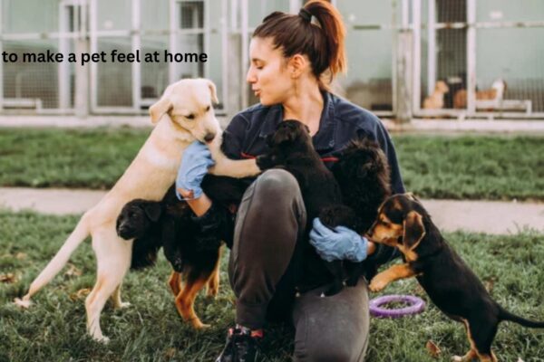 How to Make a Pet Feel at Home