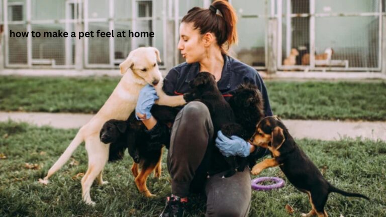How to Make a Pet Feel at Home