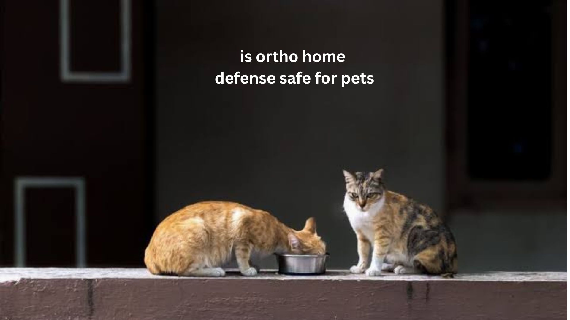 Is Ortho Home Defense Safe for Pets?